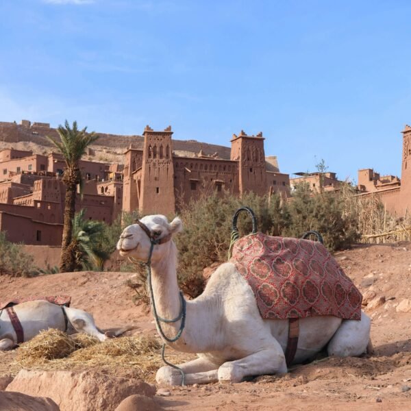 4-Day Ouarzazate to Marrakech Tour | Morocco Sahara Trip